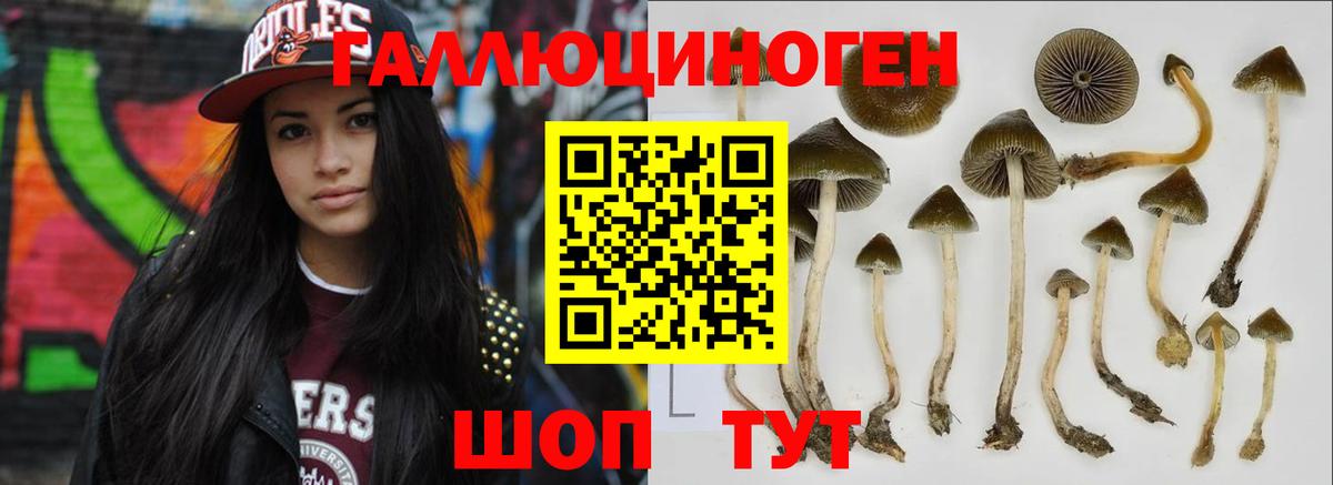Псилоцибиновые грибы Psilocybine cubensis Первоуральск